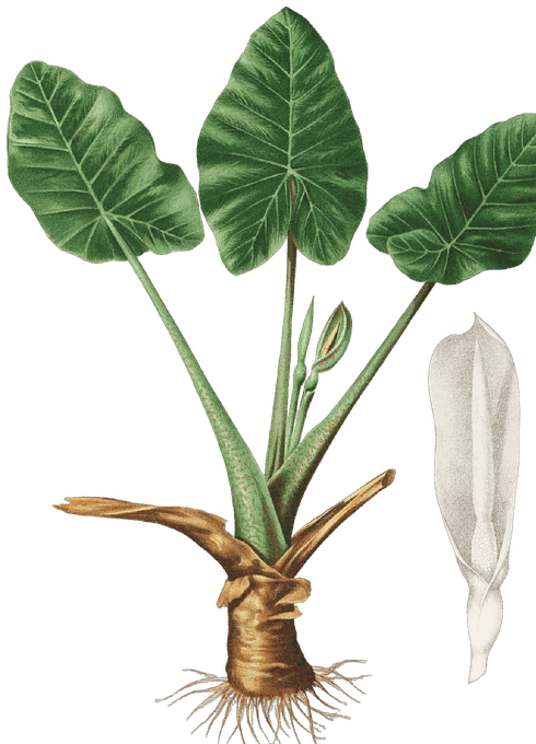 Botanical plate of Elephant ear