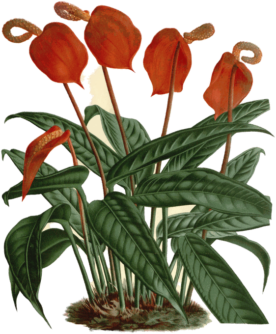 Botanical plate of Anthurium