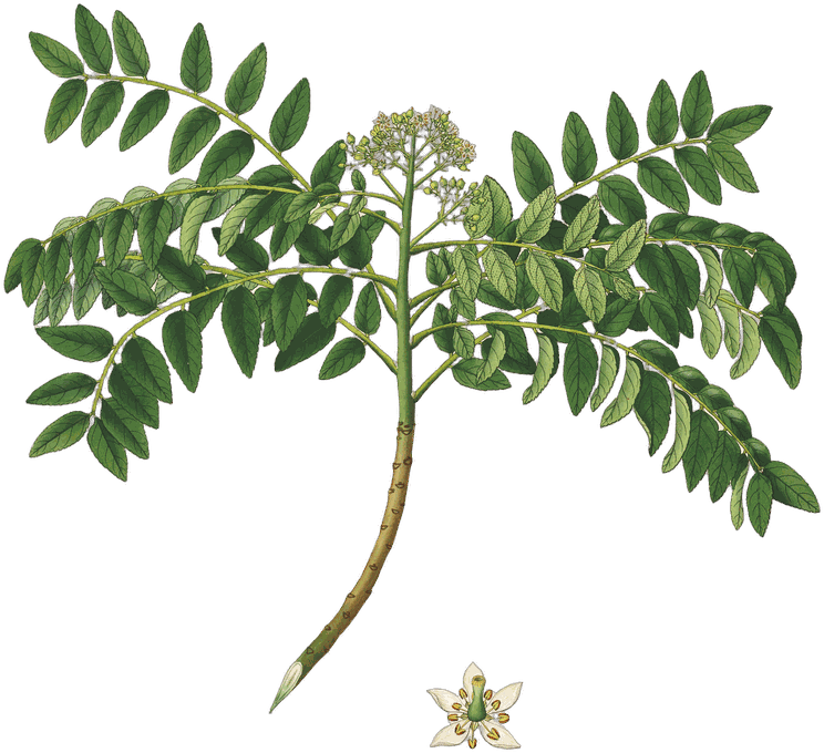 Botanical plate of Curry leaf