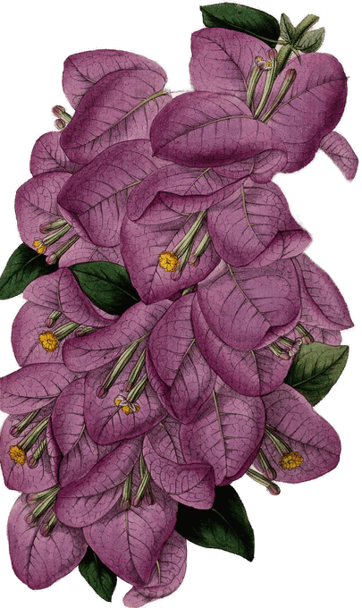 Botanical plate of Bougainvillea