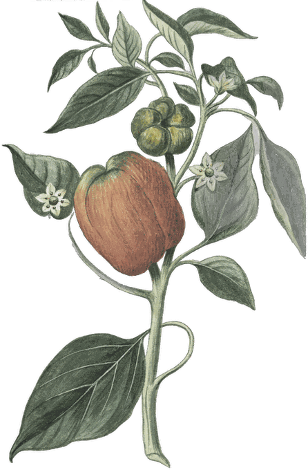 Botanical plate of Bell pepper
