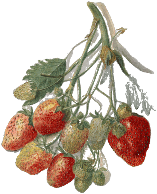 Botanical plate of Strawberry