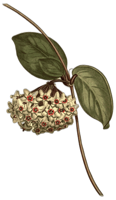 Botanical plate of Hindu rope plant
