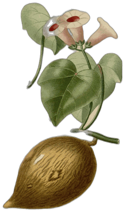 Botanical plate of Sweet potato vine