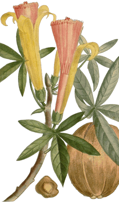 Botanical plate of Money tree