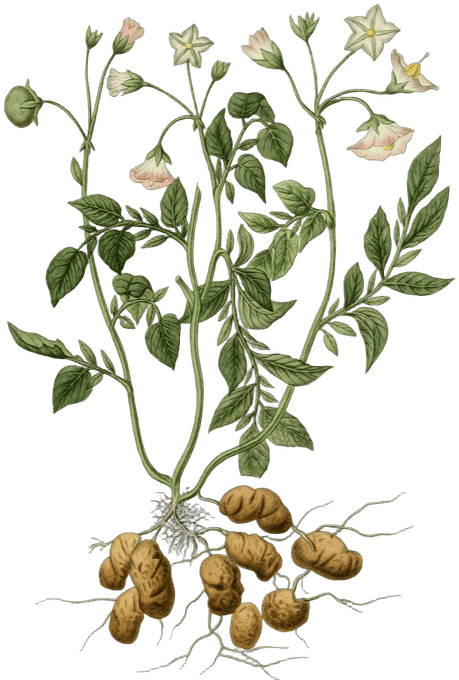 Botanical plate of Potato