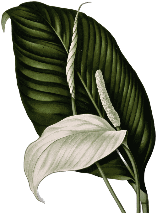 Botanical plate of Peace lily