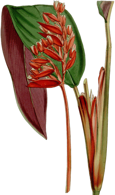 Botanical plate of Stromanthe